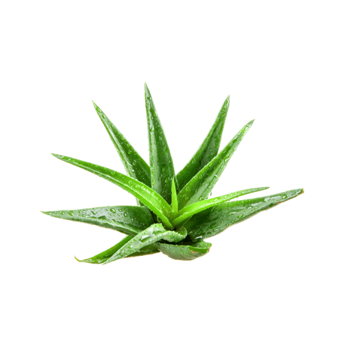 aloe