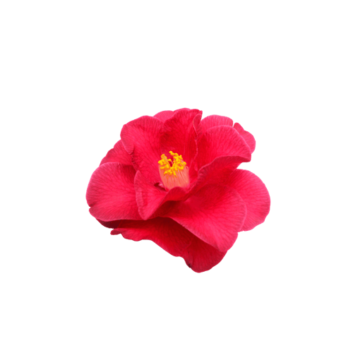 camelia